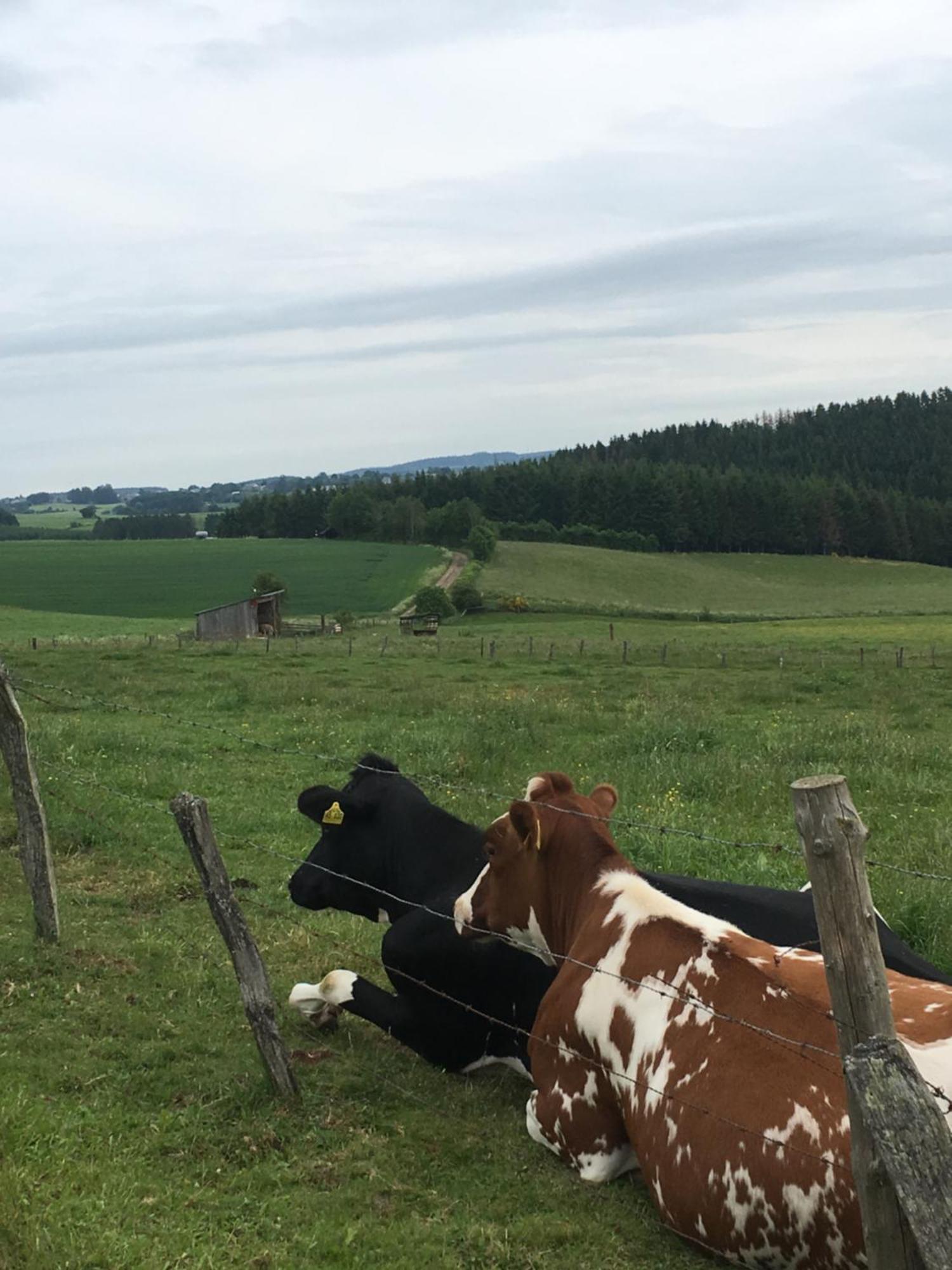 Paulis Cozy 4-Bedroom Vacation Home - With 4 Bathrooms Sun Terrace & Sauna, Nice To Hike & Bike, To Chil & Meet Bullange Exteriör bild